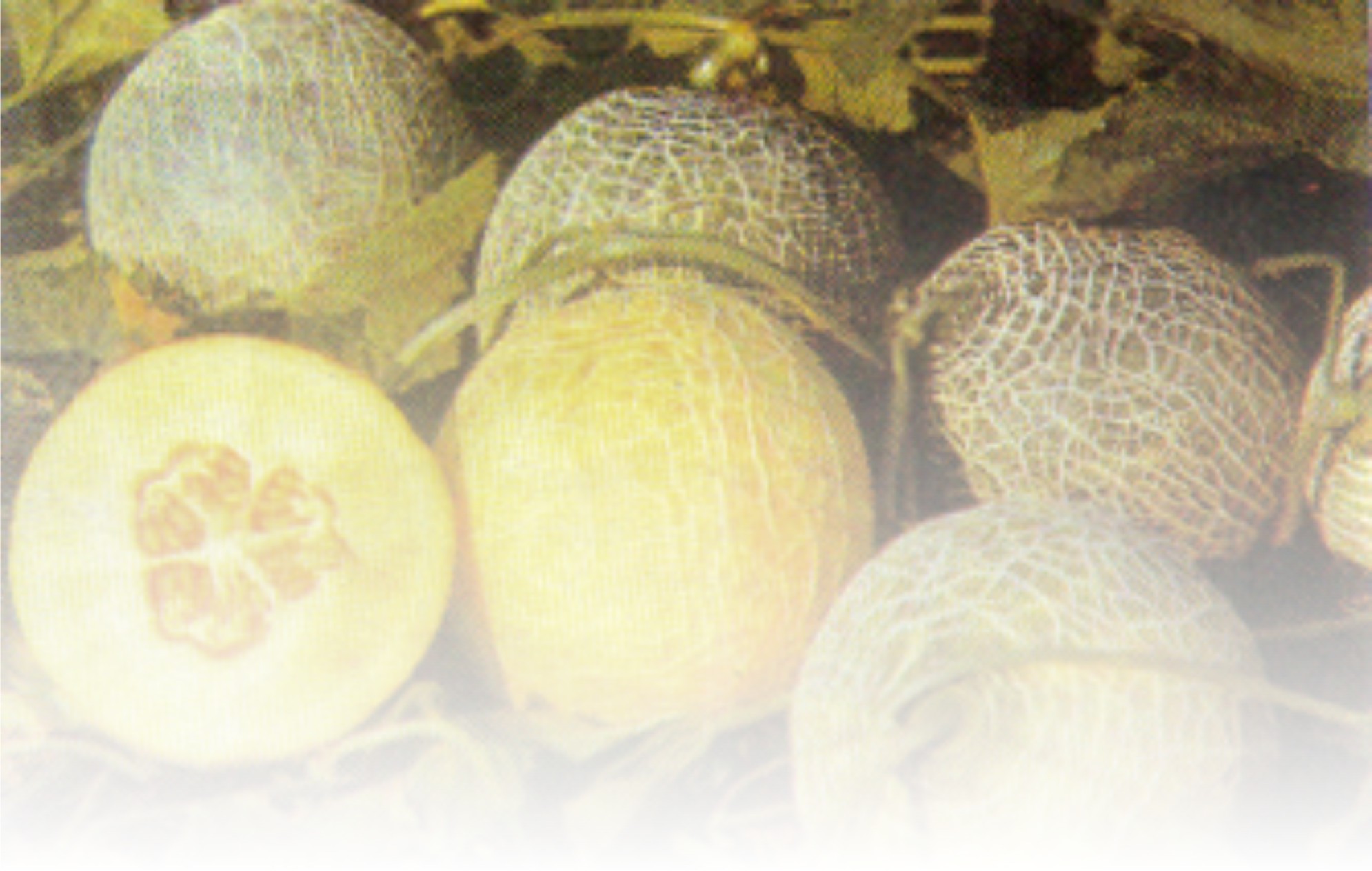 ARTIKEL TENTANG Agribisnis Melon